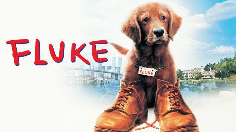 Fluke